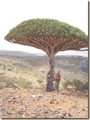Drachenbaum
